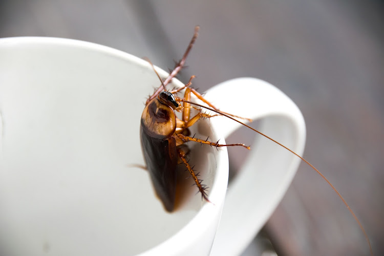 The cockroach outbreak does not warrant unlawful activities that pose a grave risk to people’s health, says CropLife SA. Stock photo.