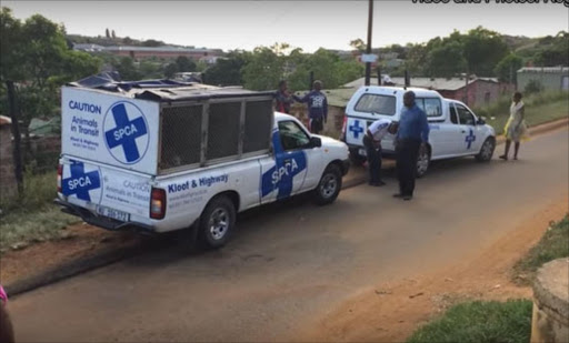 NSPCA round up killer Durban dogs after early morning attack