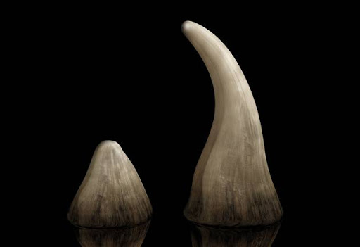 Rhino horns. File photo