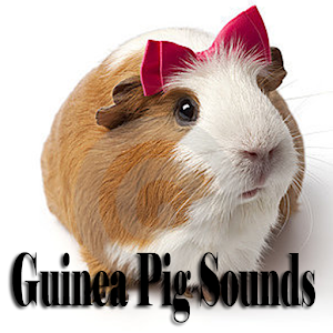 Guinea Pig Sounds.apk 1.0