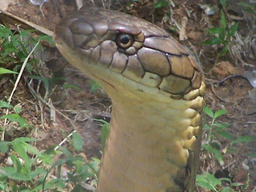 The King Cobra, the world's largest venomous snake.