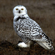 Young Snowy Owl on the tundra at Barrow Alaska. File Picture