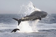 A seal appears to be trying to chase after a great white shark that has a fellow seal trapped in its jaws. In truth, it is a survival strategy. By sticking close to the shark's tail and body, the marine mammal is able to stay well clear of the shark's jaws