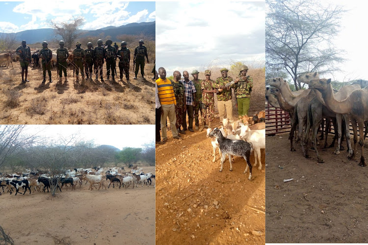 Police with some of the recovered livestock in the North Rift