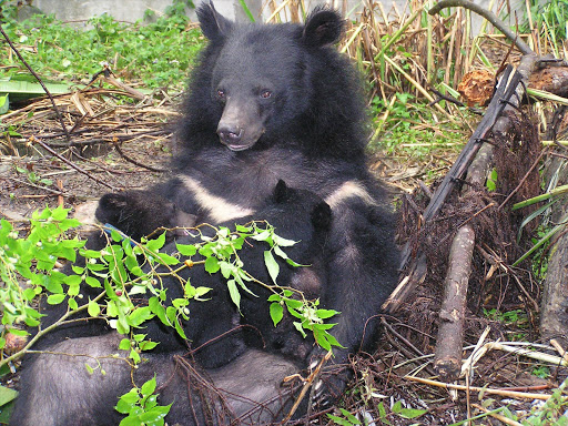 Asiatic black bear sow nursing cubs. File picture