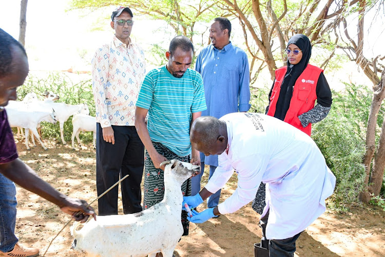 A veterinary officer vaccinates a goat in Modogashe subcounty, Garissa, April 25, 2024.