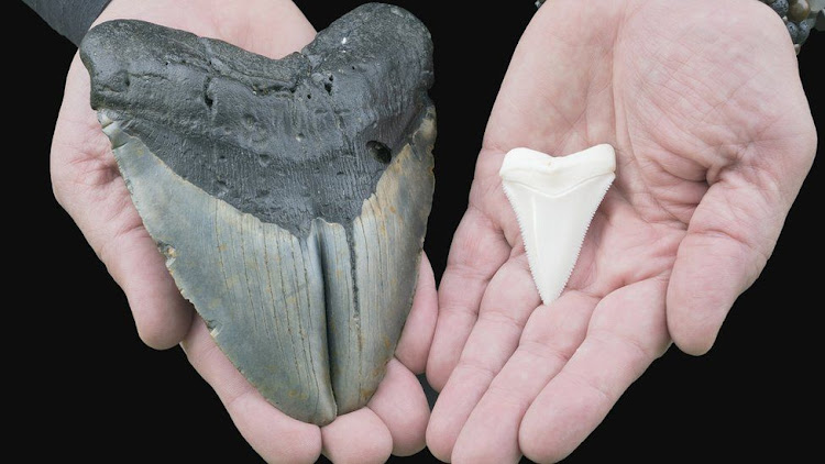 Megalodon (left) and great white shark tooth (right)