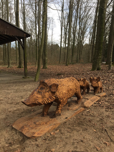 Schweine im Wildpark