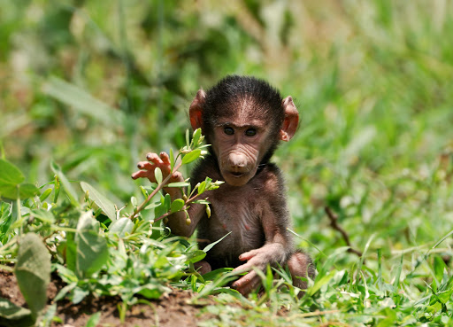 A baby baboon. File photo.