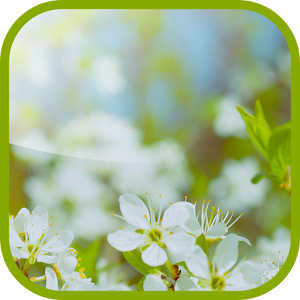 Thorn bush Live Wallpaper.apk 1.0
