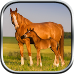 Wild Horse Hill Climb Rush Apk