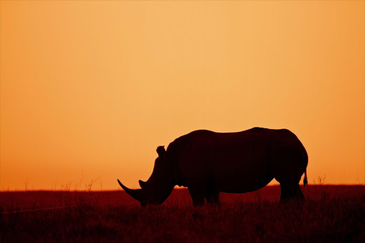 A lone white rhino grazing in the bush.