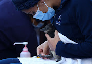 A penguin carer handles a chick at South African Foundation for the Conservation of Coastal Birds rehabilitation centre, where the centre has been incubating over 200 eggs of the endangered African penguin that were rescued from two penguin colonies since the start of the year.  