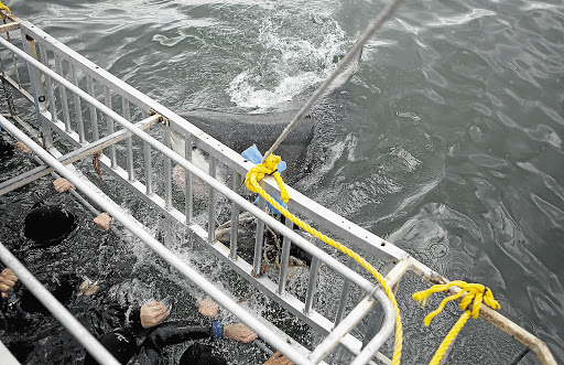 Cage diving with great white sharks off Mossel Bay