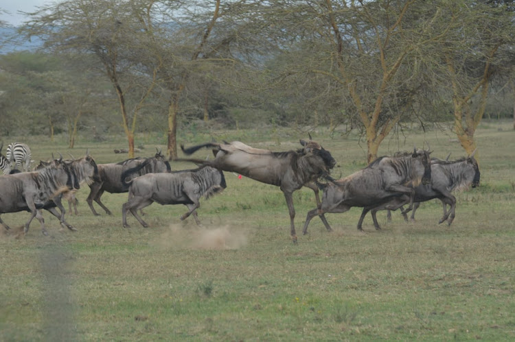 Wildebeests during the ongoing mass capture and translocation of various herbivorous species at Olmorogi ranch in Naivasha on April 9, 2024.