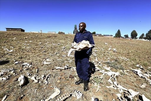 Sergeant John Pokoshoani of the Lesotho police with the bones of cattle and horses that starved to death in the government pound.