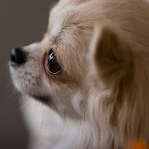 初心者でも安心の愛犬のしつけとお手入れ動画集.apk 1.0.0