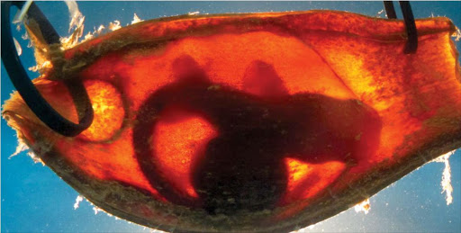 A bamboo shark embryo encapsulated within an egg case.