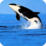 Orca Live Wallpaper Apk