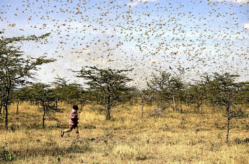 A child tries to fend off a swarm of desert locusts on a farm near the town of Nanyuki, Kenya. A report on 55 economies hit hard by climate change - from Bangladesh to Kenya to South Sudan - found they had lost about $525bln of their wealth on average - in the last two decades due to the impacts of global warming.