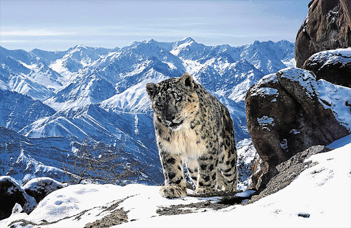 HI, I'M DARREL THE SNOW LEOPARD: A scene from 'Planet Earth II', shot in Ladakh, India.