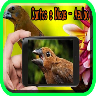 How to mod Cantos e Dicas - Azulao lastet apk for pc
