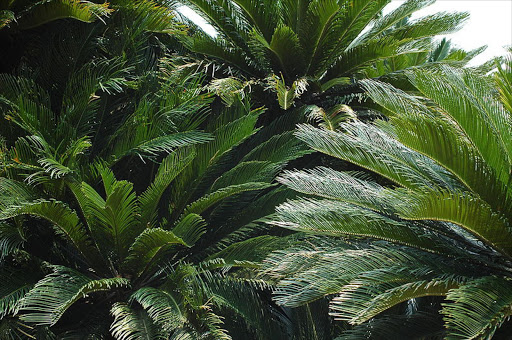 Cycads. File picture