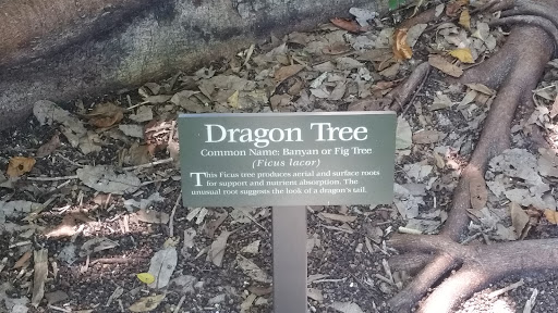 Dragon Tree