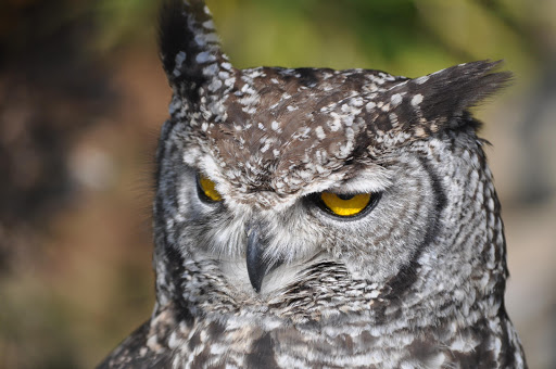 An owl. File picture