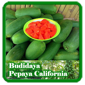 Download Budidaya Pepaya California For PC Windows and Mac