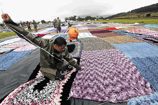 Prisoners countrywide have crocheted thousands of blankets to keep poor people warm this winter and break a world record. The blankets were laid out yesterday across 12000m2 at Drakenstein prison in Paarl, where Nelson Mandela took his first steps to freedom in 1990. The record for the largest crocheted blanket, set in India, is 11148.5m2
