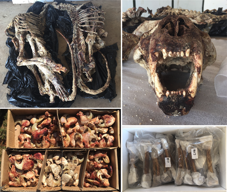 Lion skeletons, skulls and claws, and (bottom right) cleaned lion bones ready for export to south-east Asia.