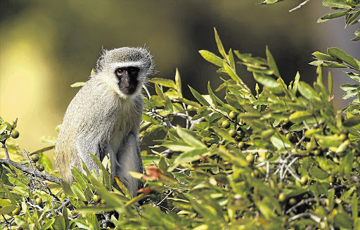 Vervet monkeys, pictured in Edeni game reserve near the Kruger Park, suggest a form of cultural transmission