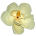 Louisiana Wildflowers
