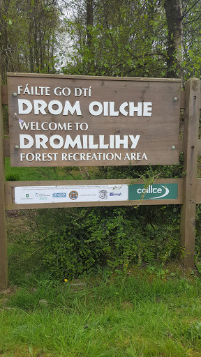 Dromillihy Forest
