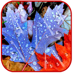 Magic Rain Live Wallpaper Apk