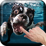 Dogs Underwater Live Wallpaper Apk