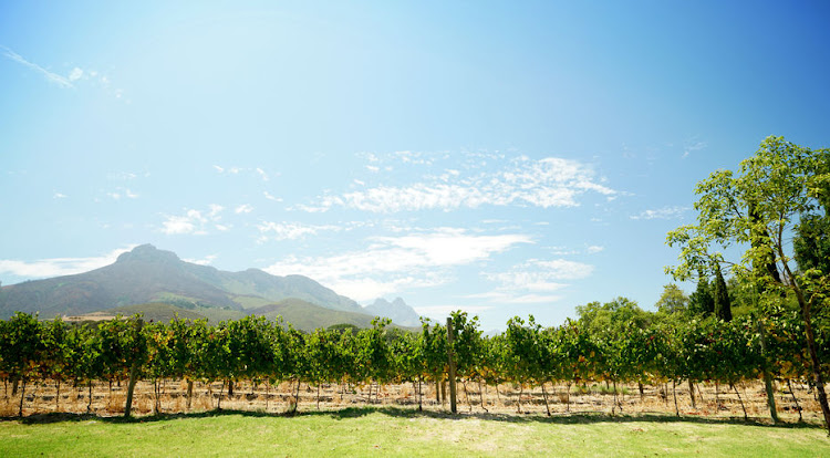 Stellenbosch vineyards, Cape Town