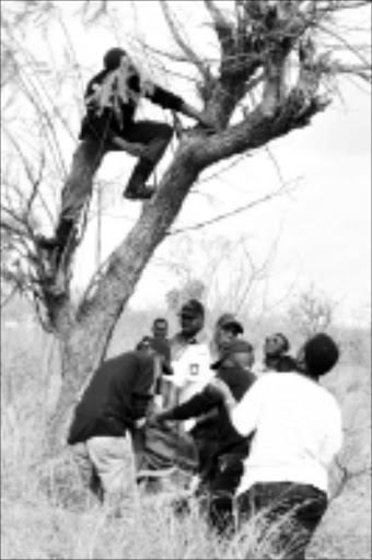 TRAGIC: Police cut Phineas Mavhulavhula's body loose from the tree where he had hanged himself after allegedly hacking his wife to death. photo: Elmon Tshikhudo. © Sowetan.