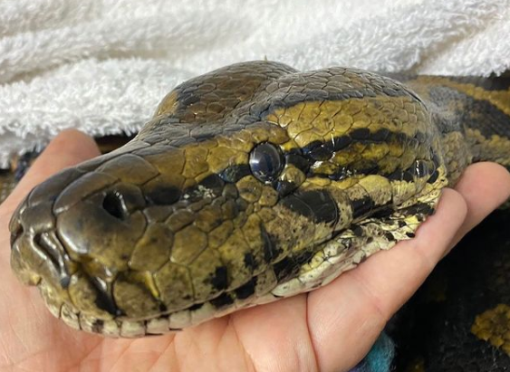 Hlengiwe the Southern African python is a healthy and happy girl thanks to her rescue and cancer treatment.