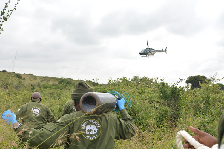 Kenya Wildlife Service Veterinary and Capture Ranger during the launch of translocation of 21 black rhinos to Loisaba Conservancy from the Nairobi National Park on January 16, 2024.