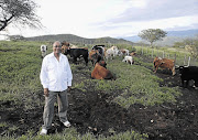 President Jacob Zuma with part of his herd of cattle at his home in Nkandla, KwaZulu-Natal. File photo
