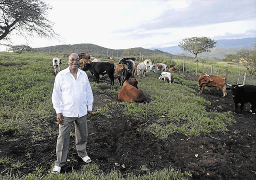 President Jacob Zuma with part of his herd of cattle at his home in Nkandla, KwaZulu-Natal. File photo