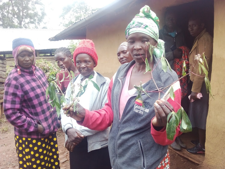 Neighbours holding cassava branches at Nyairanga village after the incident