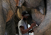 A handler feeds an elephant at the Wildlife SOS Elephant Hospital, India's first hospital for elephants run by an NGO in the northern town of Mathura, India, on November 16 2018. 
