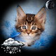 Download Kittens Clock Weather Widget For PC Windows and Mac 1.0