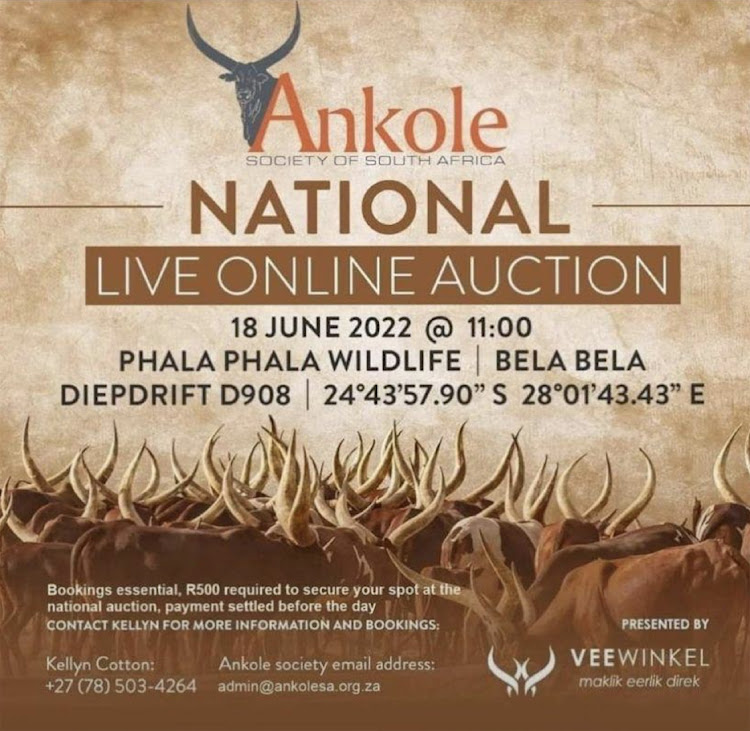 The advert for the Ankole auction to be held at Phala Phala game farm.