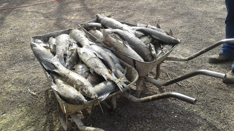 Fish are dying by the thousand owing to raw sewage flowing into the Vaal River.