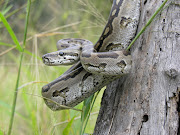 One python tried to swallow a pit bull cross and the other wanted a goat for dinner. File photo. 