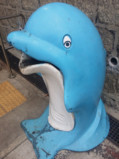 可愛藍海豚